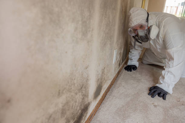 Best Attic Mold Removal  in North Barrington, IL